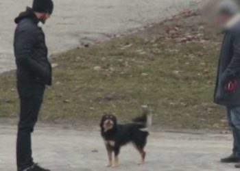 Voulez-vous vendre votre chien expérience sociale