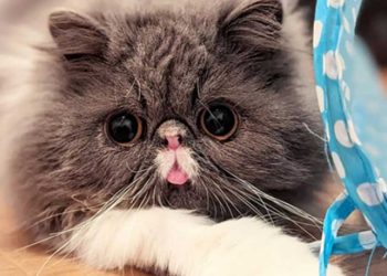 Wally chat rêve s amuser comme ses amis