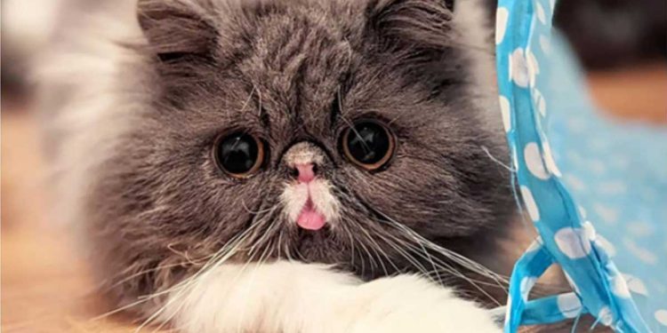 Wally rêve de s'amuser comme ses amis. Mais la vie d'un matou est une lutte constante pour chaque souffle 1 Wally chat rêve s amuser comme ses amis