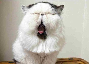 Zuu est définitivement différent des autres chats