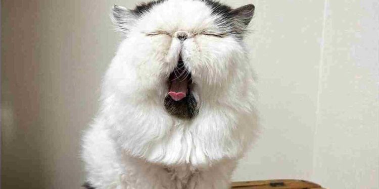 Zuu est définitivement différent des autres chats