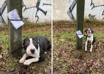 abandonné chien comme note deux mots