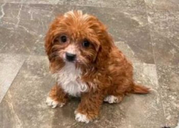 acheté chiot avant donner gratuitement raison