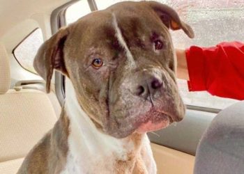 adorable Pitbull servait appât vivant propre couverture