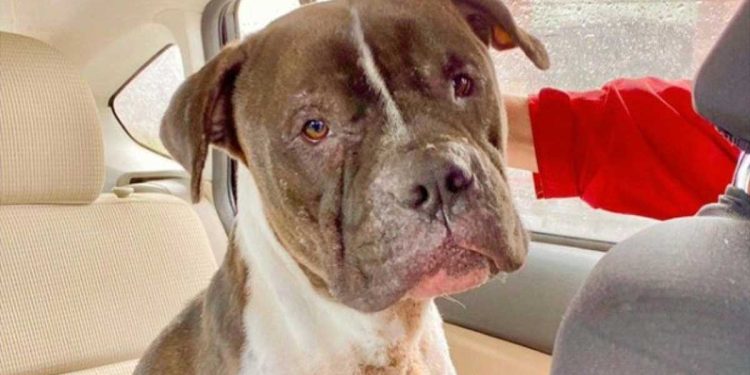 Cet adorable Pitbull servait d'appât vivant, la vie sans souffrance n'existait pas pour lui. Voici comment il a réagi lorsqu'il a eu sa propre couverture 1 adorable Pitbull servait appât vivant propre couverture