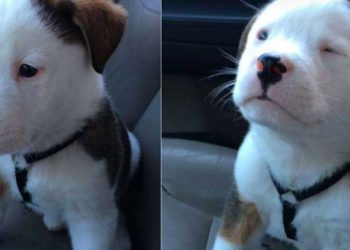 adorable chiot hoquet