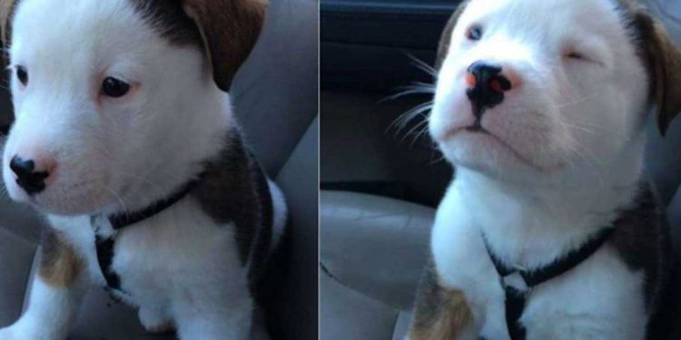 L'adorable chiot est incapable de gérer le hoquet. Les effets de ses luttes amusent jusqu'aux larmes 1 adorable chiot hoquet