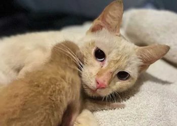 apparence chatte errante changé jour lendemain