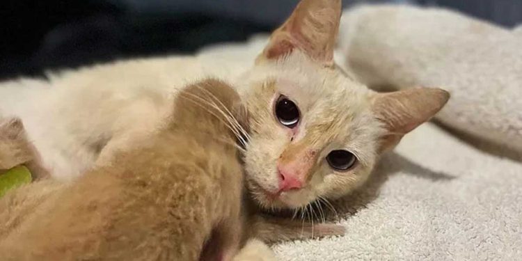 apparence chatte errante changé jour lendemain