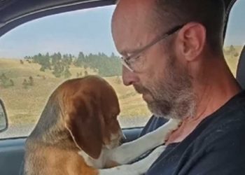 beagle cage laboratoire remercié sauveteur