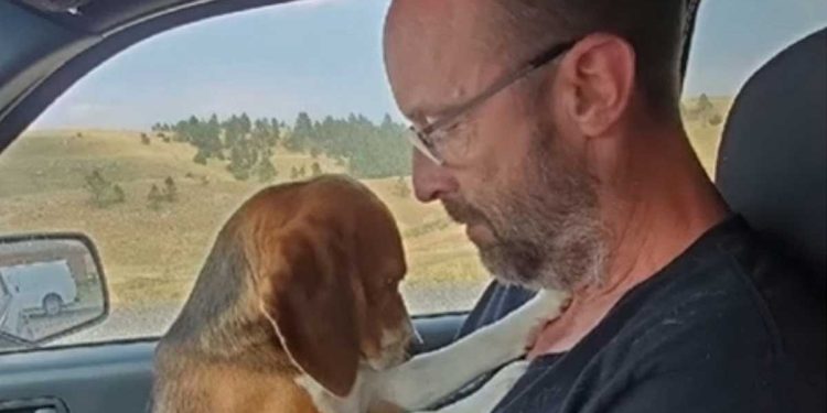 beagle cage laboratoire remercié sauveteur