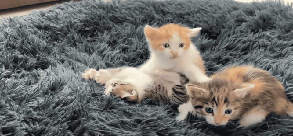 berger allemand choqué minuscules chatons lit