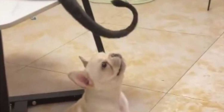 bouledogue chasser queue chat réaction