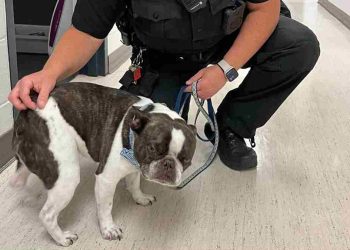 bouledogue français aéroport abandonné caisse de chien