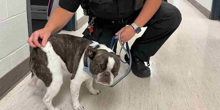 Le personnel a menacé de ne pas la laisser monter, elle et son chien, dans l'avion. La femme n'avait aucun scrupule, les vacances étaient plus importantes 1 bouledogue français aéroport abandonné caisse de chien