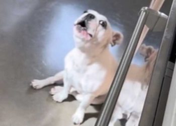 bouledogue français walter hurlement