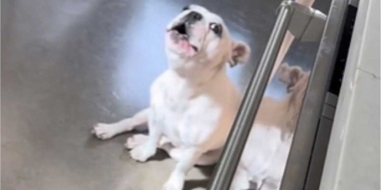 bouledogue français walter hurlement