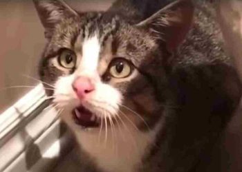 chat errant rassemble courage attend porte étranger