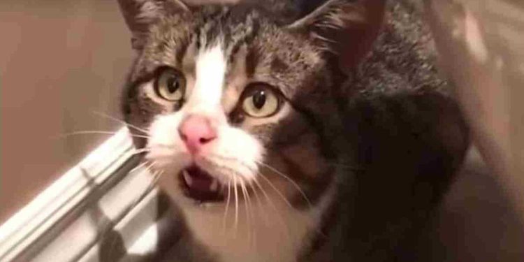 Un chat errant rassemble son courage. Il attend à la porte de l'étranger jusqu'à ce qu'il obtienne ce qu'il a demandé 1 chat errant rassemble courage attend porte étranger