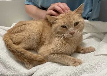 chat errant reçoit son premier jouet