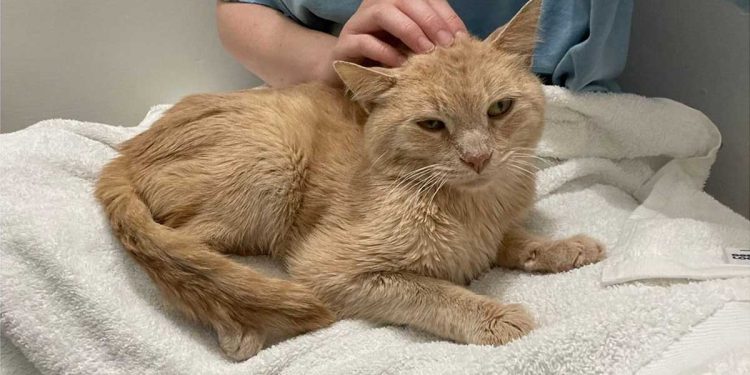 Un chat errant reçoit son premier jouet, bien qu'il ne soit plus un chaton. Sa réaction a été très enthousiaste 1 chat errant reçoit son premier jouet