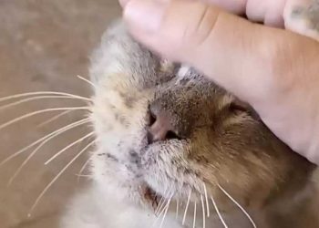 chat le plus âgé du refuge n a jamais été aimé