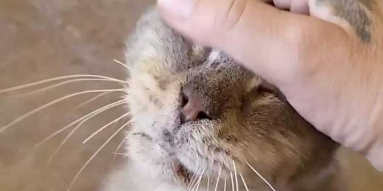 chat le plus âgé du refuge n a jamais été aimé