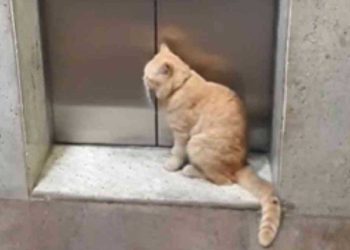 chat presque aveugle immeuble prend ascenseur