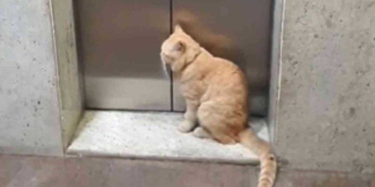 chat presque aveugle immeuble prend ascenseur