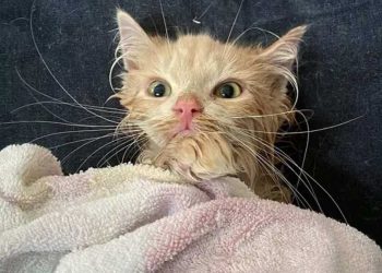 chat sauvé souffrait maladie rare