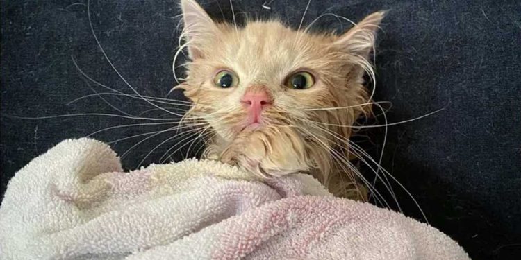 chat sauvé souffrait maladie rare