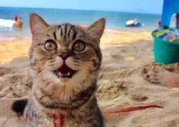 chat sourire lors première visite plage