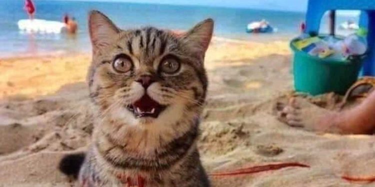 Ce chat n'arrête pas de "sourire" lors de sa première visite à la plage 1 chat sourire lors première visite plage