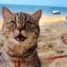 Ce chat n'arrête pas de "sourire" lors de sa première visite à la plage 5 chat sourire lors première visite plage