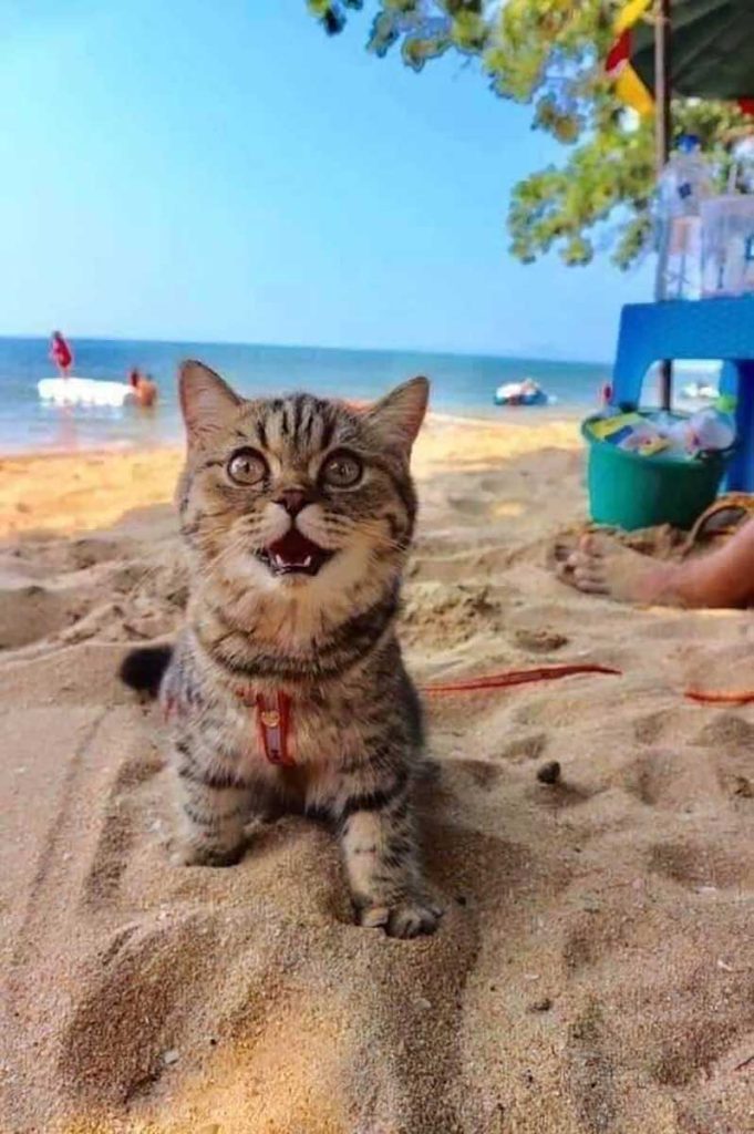 chat sourire lors première visite plage