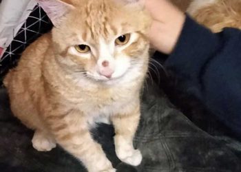 chaton attend boîte quelqu un aide