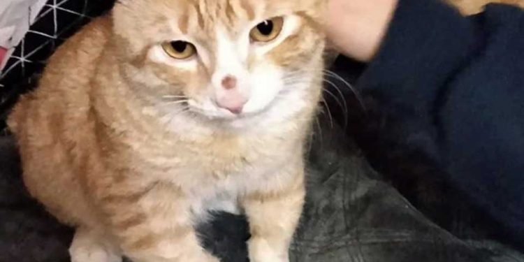 chaton attend boîte quelqu un aide