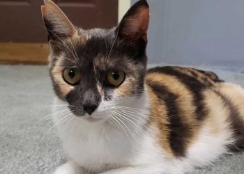 chatte errante refusé accepter aide gens