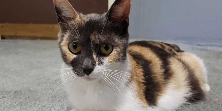 La chatte errante a refusé d'accepter l'aide des gens. Quand elle leur a finalement fait confiance, ils ont eu une surprise 1 chatte errante refusé accepter aide gens