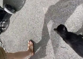 chatte errante rejoint femmes promenade