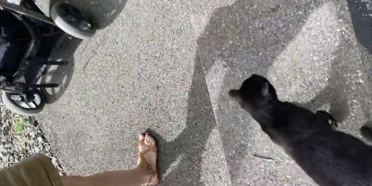 Une chatte errante rejoint des femmes en promenade. Elles ont vite compris pourquoi elle ne voulait pas les quitter ne serait-ce qu'une seconde 1 chatte errante rejoint femmes promenade