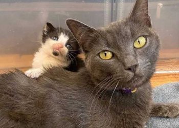 chatte refuge besoin aide chatons