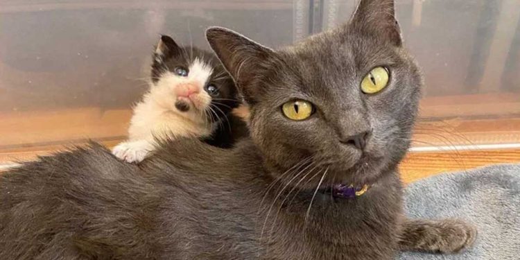 chatte refuge besoin aide chatons