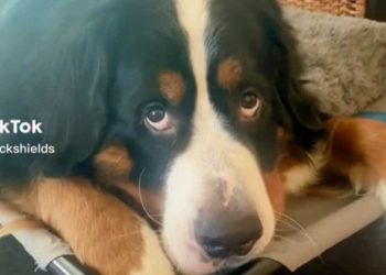 chien Bouvier Bernois fit une grimace contrite