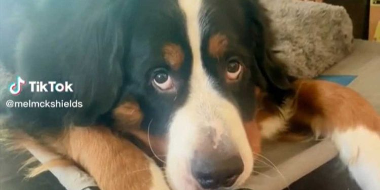 chien Bouvier Bernois fit une grimace contrite