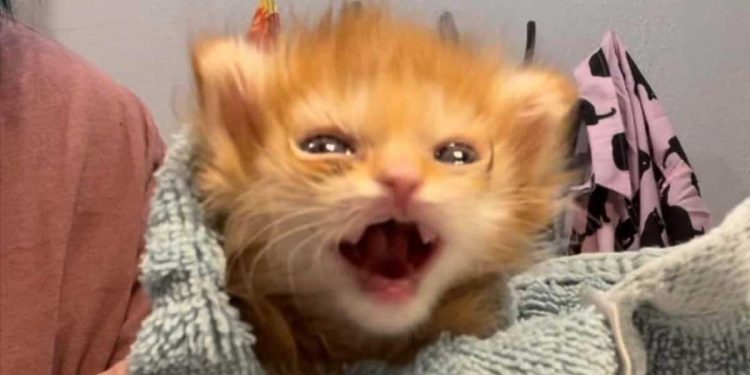 chien a trouvé un chaton qui pleurait