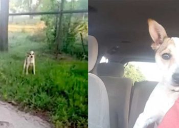 chien abandonné remercié sauveteur belle manières