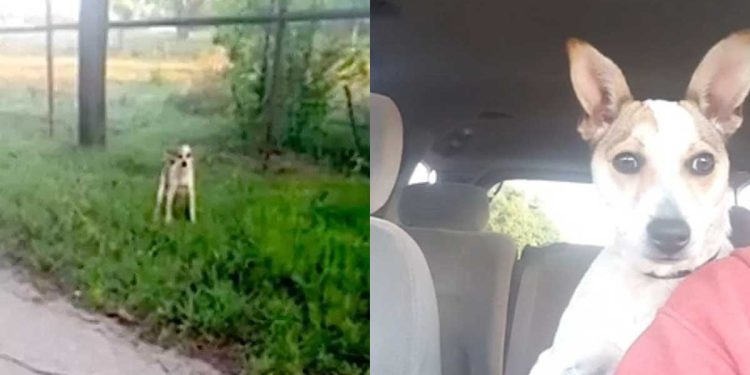 chien abandonné remercié sauveteur belle manières