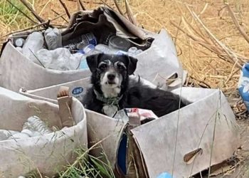 chien âgé laissé pour compte espère famille reviendra