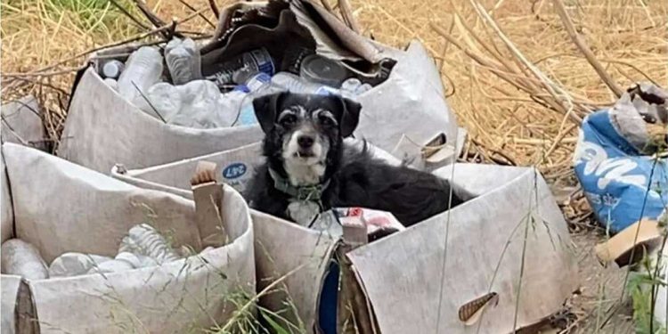 chien âgé laissé pour compte espère famille reviendra